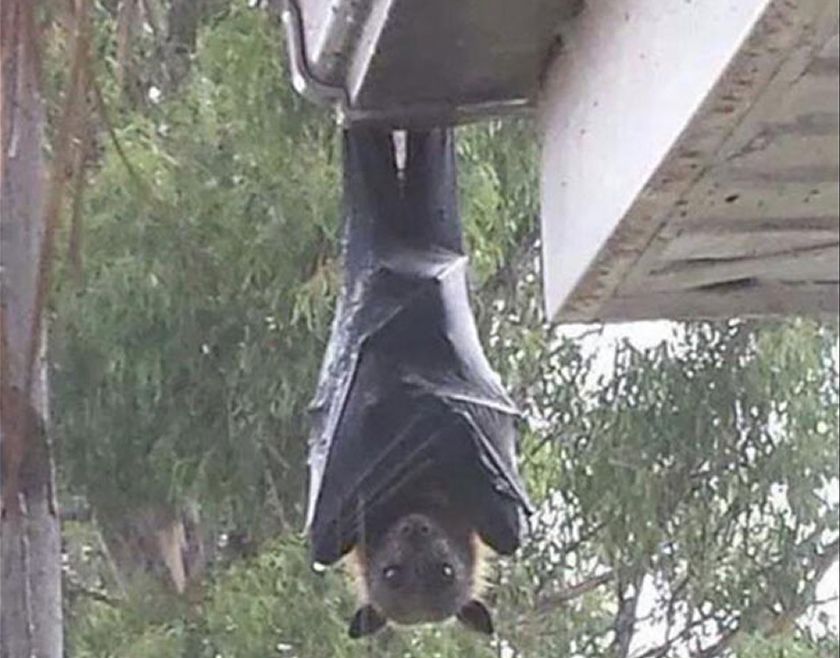 murciéago gigante