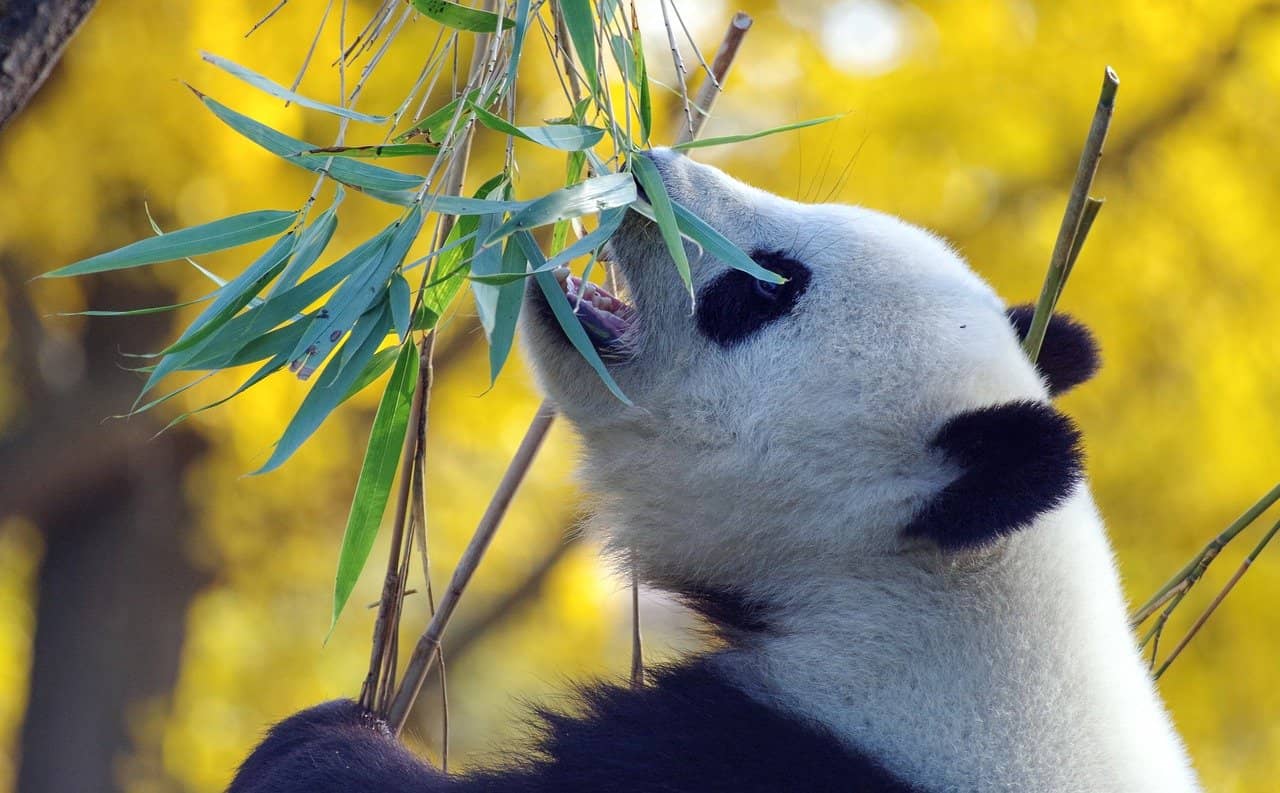Panda comiendo bambú