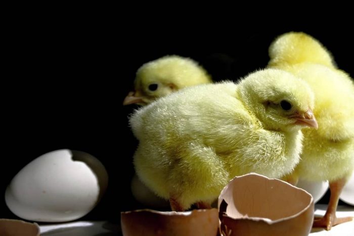 curiosidades de los huevos