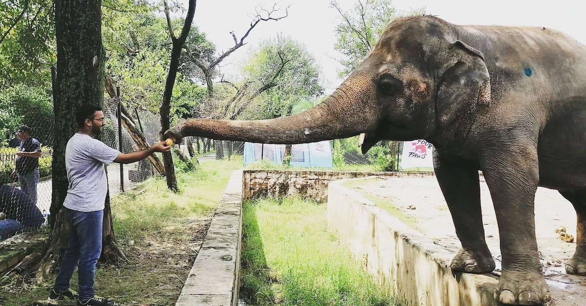 Kaavan, elefante mas solitario del mundo