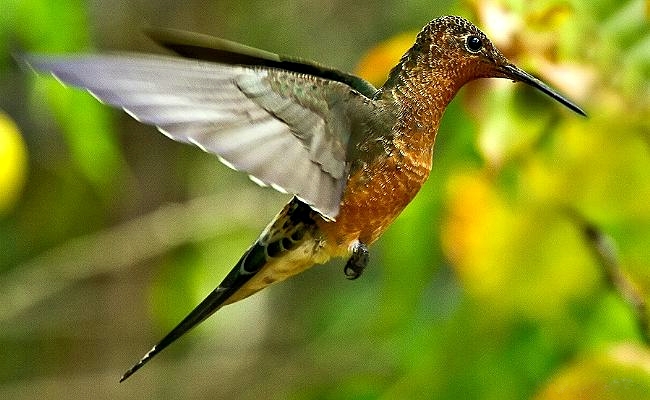 curiosidades de los colibríes